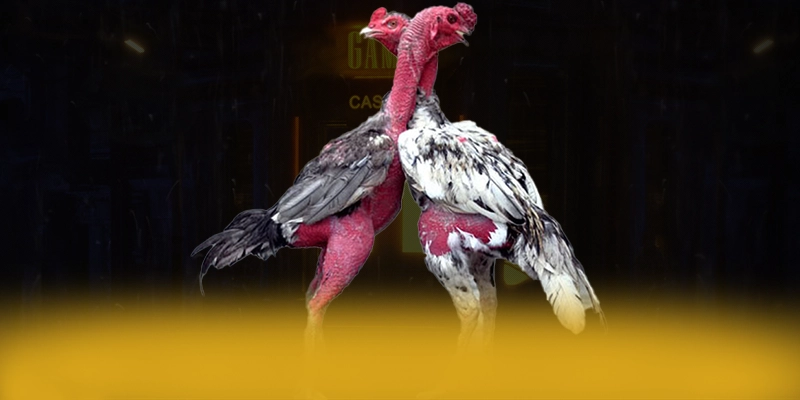 Vb777 - Ứng dụng giải trí với nhiều tựa game đổi thưởng hấp dẫn được giới cược thủ tin tưởng – Khám phá thế giới giải trí tại Vb777