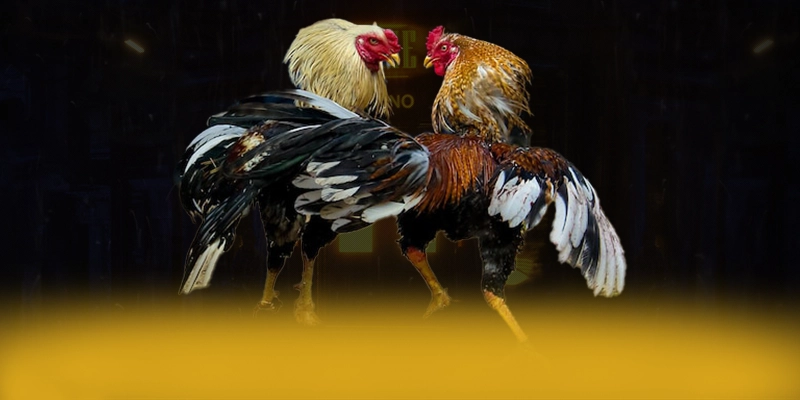 Tìm hiểu Vinbet - Cổng game bài được tin dùng số 1 Việt Nam
Tìm hiểu Vinbet - Cổng game bài được tin dùng số 1 Việt Nam