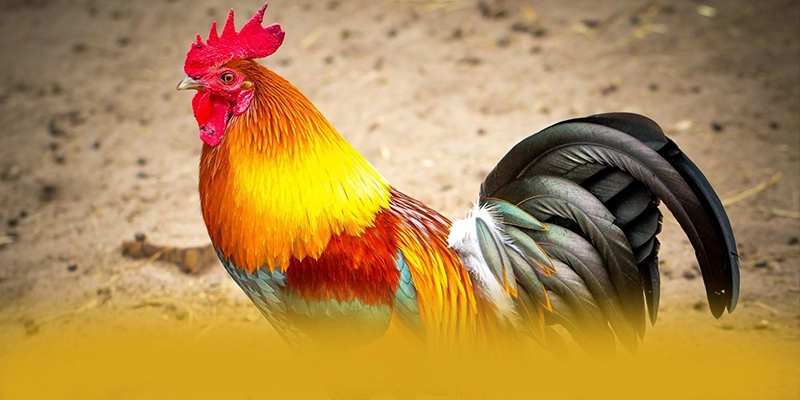 W88 - Cổng cá cược phổ biến hàng đầu trên thị trường