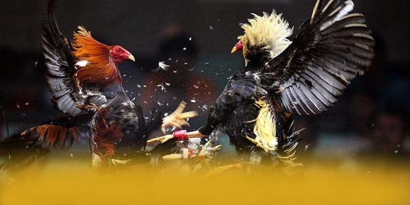 
Khám phá hành trình của GEM88 - Thương hiệu được nhiều người chơi lựa chọn cho người chơi
