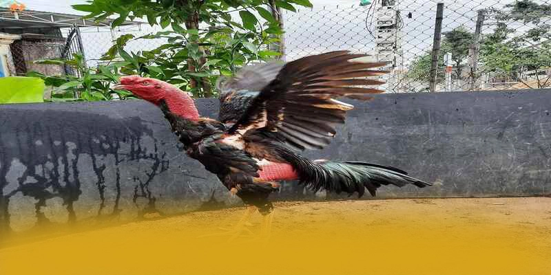 conga6789 - Sân chơi mượt mà trên thị trường