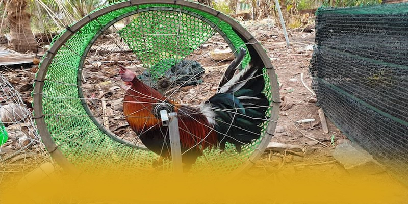 conga6789 - Thương hiệu với hệ thống bảo mật hiện đại trên thị trường – Khám phá conga6789