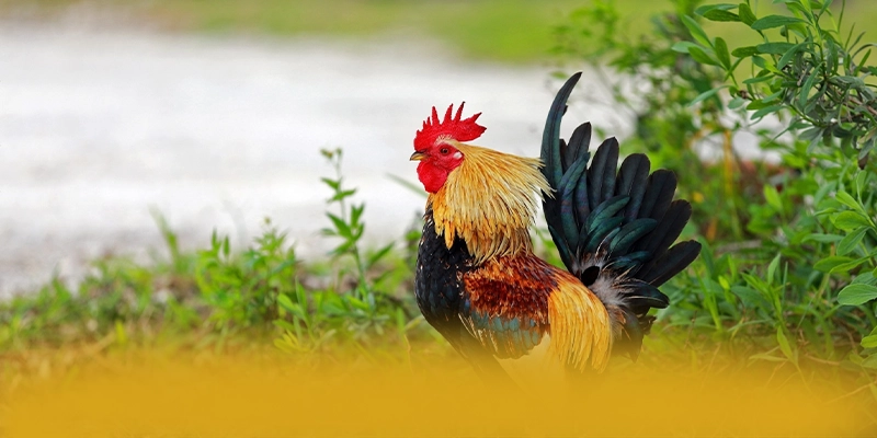 NK88 – Sân chơi đẳng cấp, được người chơi yêu thích.