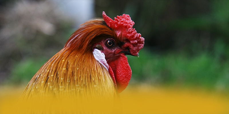 RR99 - Cổng game bài chất lượng được cộng đồng đánh giá cao