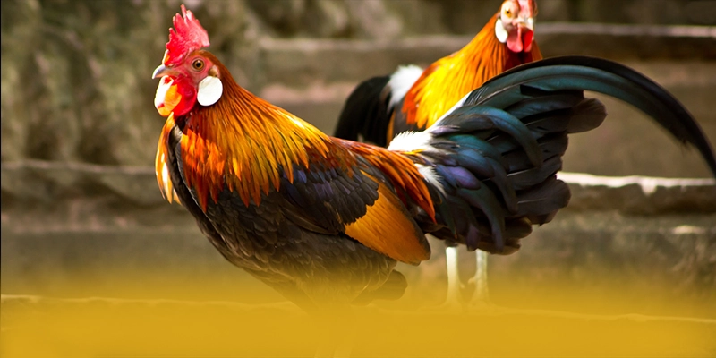 AU88 - Nhà cái hào phóng 2025 – Cập nhật event và quà tặng tại AU88