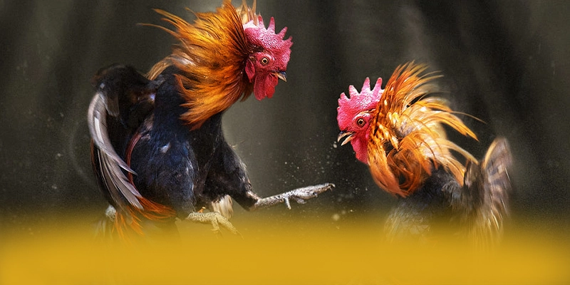 FC88 - Cổng trò chơi ổn định được quan tâm hàng đầu