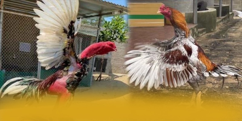 
Cập nhật thông tin về UU88 - Nhà cái được đánh giá cao mới nhất hiện nay
