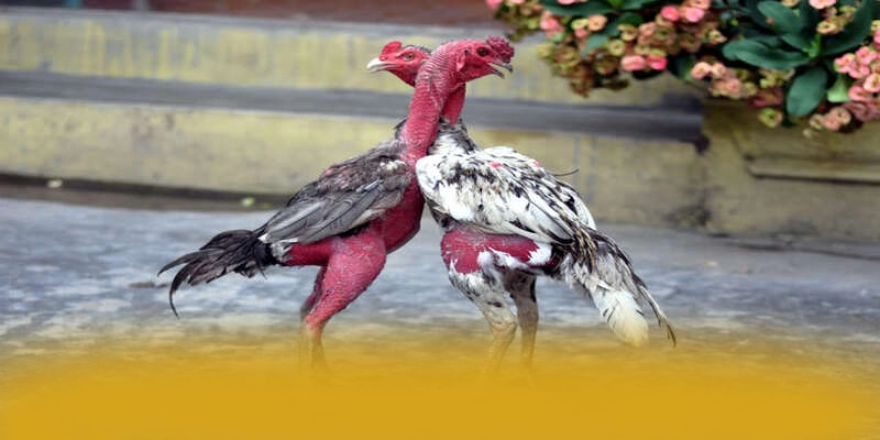 UU88 - Sân chơi với chương trình tri ân lớn hiện nay – Khám phá ưu đãi hot của UU88